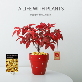 火焰南天竹盆栽室内绿植办公室桌面花卉懒人好养植物净化空气花卉