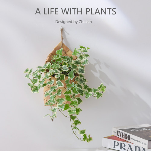 雪莹常春藤盆栽好养绿植