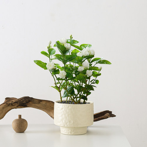 室内桌面茉莉花盆栽带苞浓香