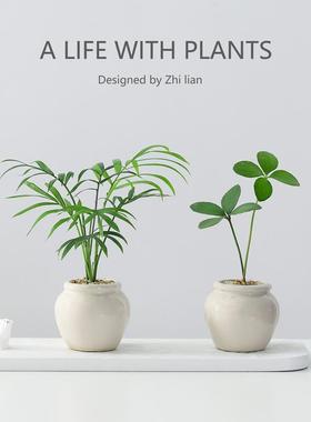 竹柏盆栽室内好养客厅茶桌植物摆件办公室桌面迷你小绿植四季常青