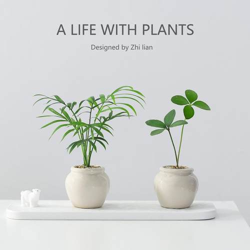 竹柏创意迷你拇指绿植物