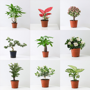 发财树盆栽花卉办公室内桌面基地原盆好养植物金枝玉叶吉利红绿植