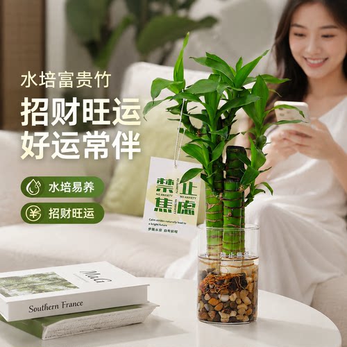 懒人闭眼养！富贵竹清水就能活