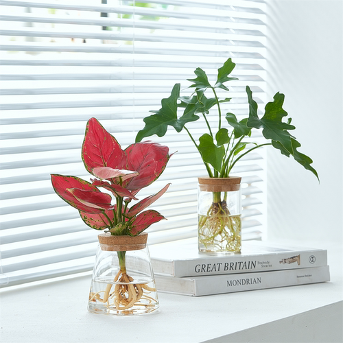 水培绿植文竹盆栽办公室净化空气