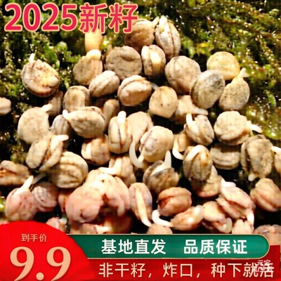 人参种子东北长白山园参西洋参野山参种子炸口催芽参农直销人参籽