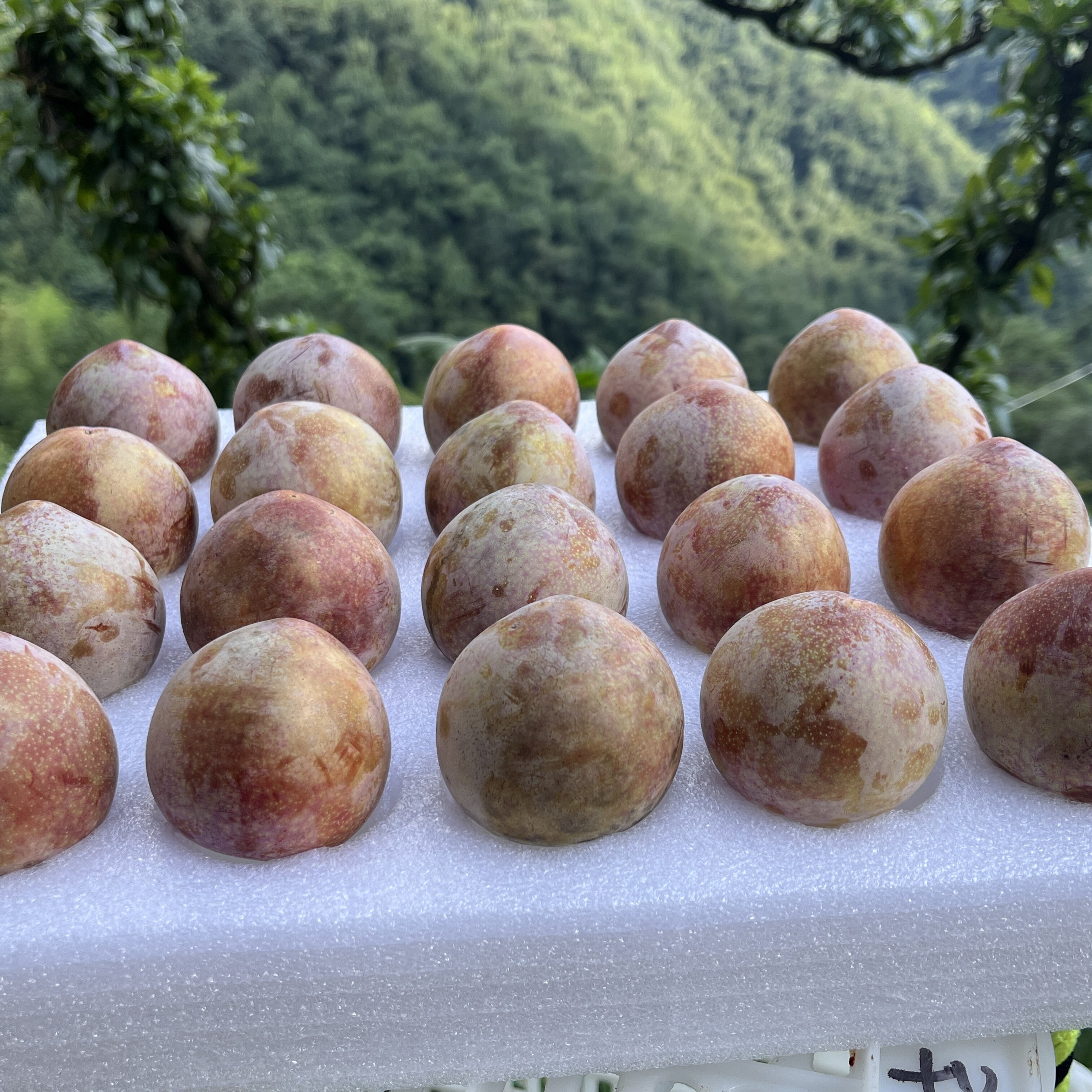 正宗浙江嵊州金庭高山桃形李，特李子