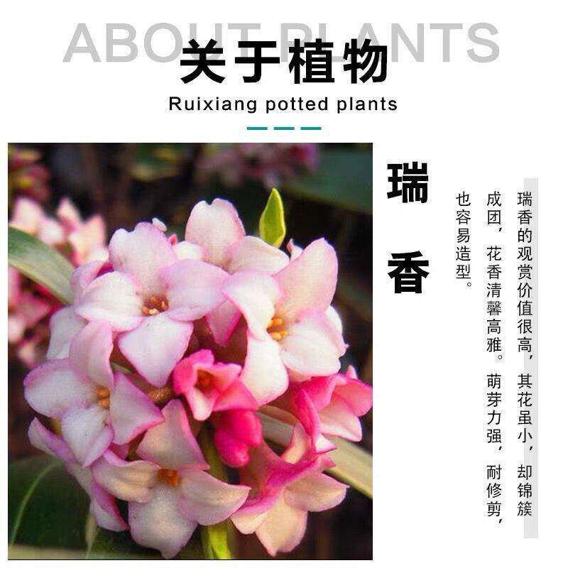 瑞香花苗盆栽耐寒耐热香花期长