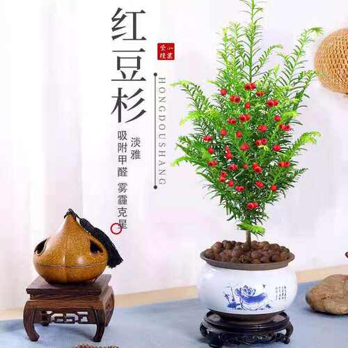 红豆杉盆景室内好养四季常青