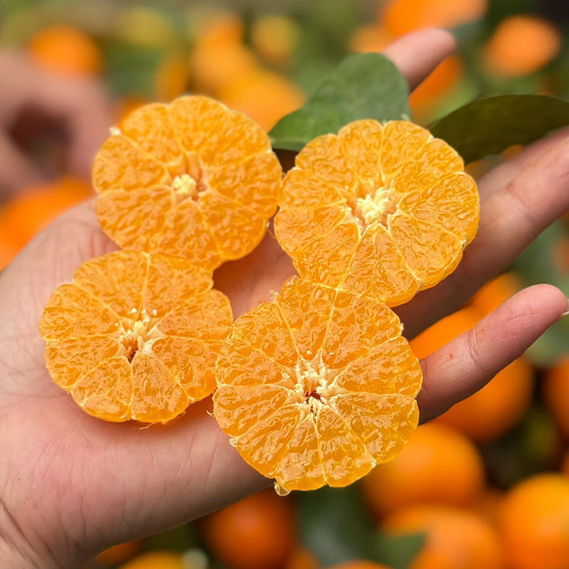 每天水果优选 广西沙糖桔多汁化渣当季新鲜砂糖桔子整箱顺丰包邮,水产肉类/新鲜蔬果/熟食,桔子,淘宝优惠券,粉丝福利购,淘宝优惠卷