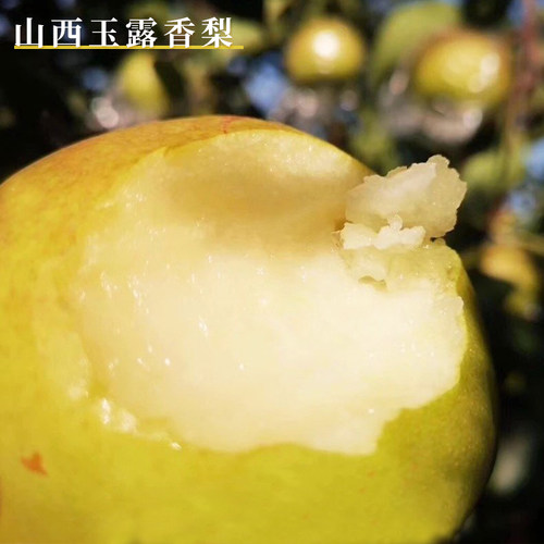 每天水果优选 山西玉露香梨脆梨多汁香甜酥梨整箱顺丰包邮