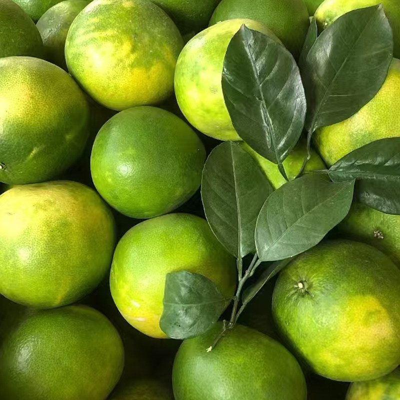 【去囊衣食用】福建漳州葡萄柚汁多丰盈无渣清甜当季新鲜西柚包邮