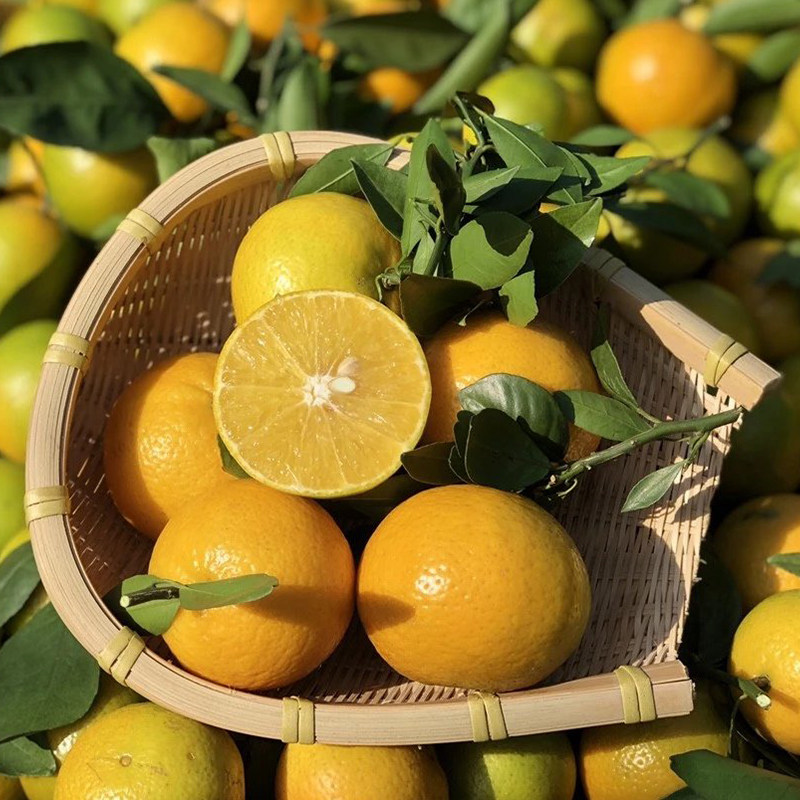 每天水果优选 广西武鸣老树皇帝柑 清甜多汁当季新鲜柑橘桔子,水产肉类/新鲜蔬果/熟食,桔子,淘宝优惠券,粉丝福利购,淘宝优惠卷