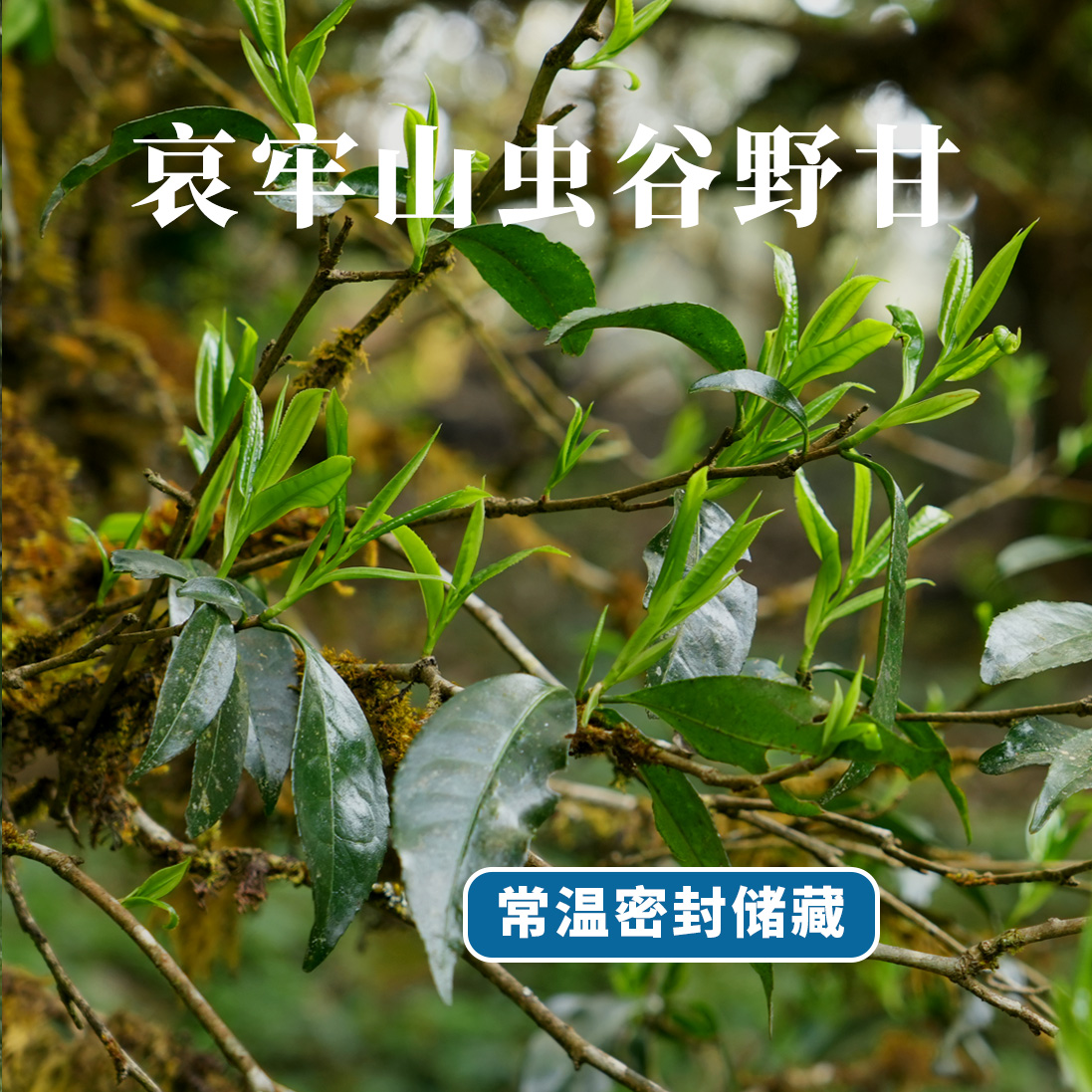 云南哀牢山虫谷野甘生津回甘