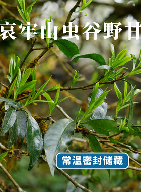 【明前茶】云南哀牢山虫谷野甘生津回甘 树龄高产量低 采摘难度大