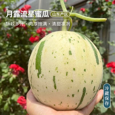 山东月露蜜瓜当季新鲜甜瓜顺丰