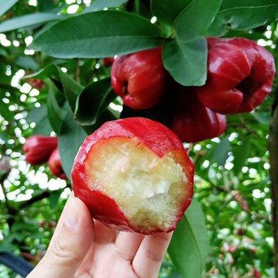 每天水果优选海南黑金刚莲雾清脆甘甜补水新体验当季时令新鲜包邮