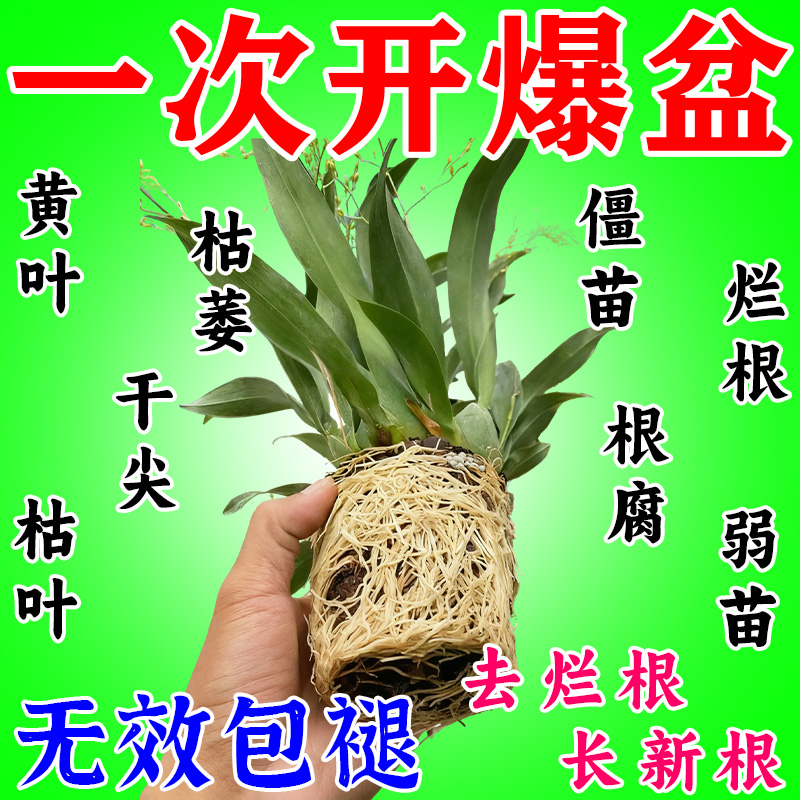 生根粉移栽扦插嫁接爆根粉