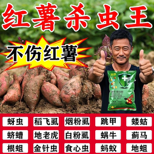 红薯地下害虫专用红薯钻心虫蛴螬金针虫蝼蛄食心虫专杀红薯地害虫