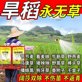 旱稻苗后除草专用剂封闭除草不伤旱稻苗杂草全清稻田埂除草烂根剂