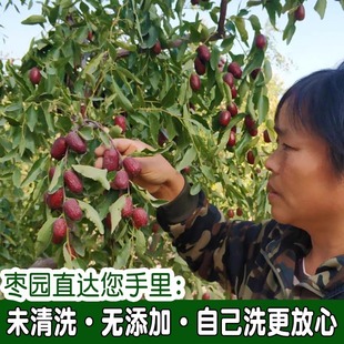 新疆灰枣2025年新枣三师喀什兵团原生态红枣10斤整箱带土吊干红枣