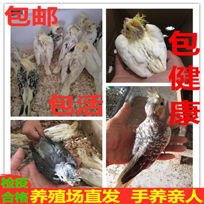 玄凤鹦鹉活体幼雏鸟手养亲人活物