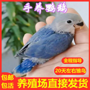 鹦鹉活体幼雏小鸟宠物手养黄绿桃紫罗兰玄凤大头虎皮黄化牡丹鹦鹉