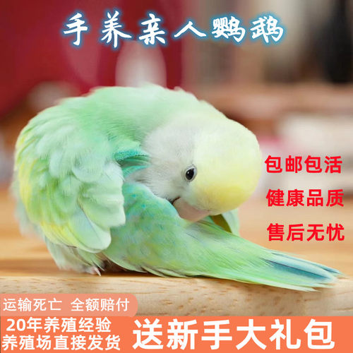 活物鸟手养亲人可学说话活体宠物