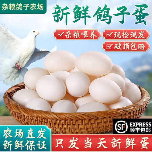 新鲜鸽子蛋土鸽蛋白鸽蛋