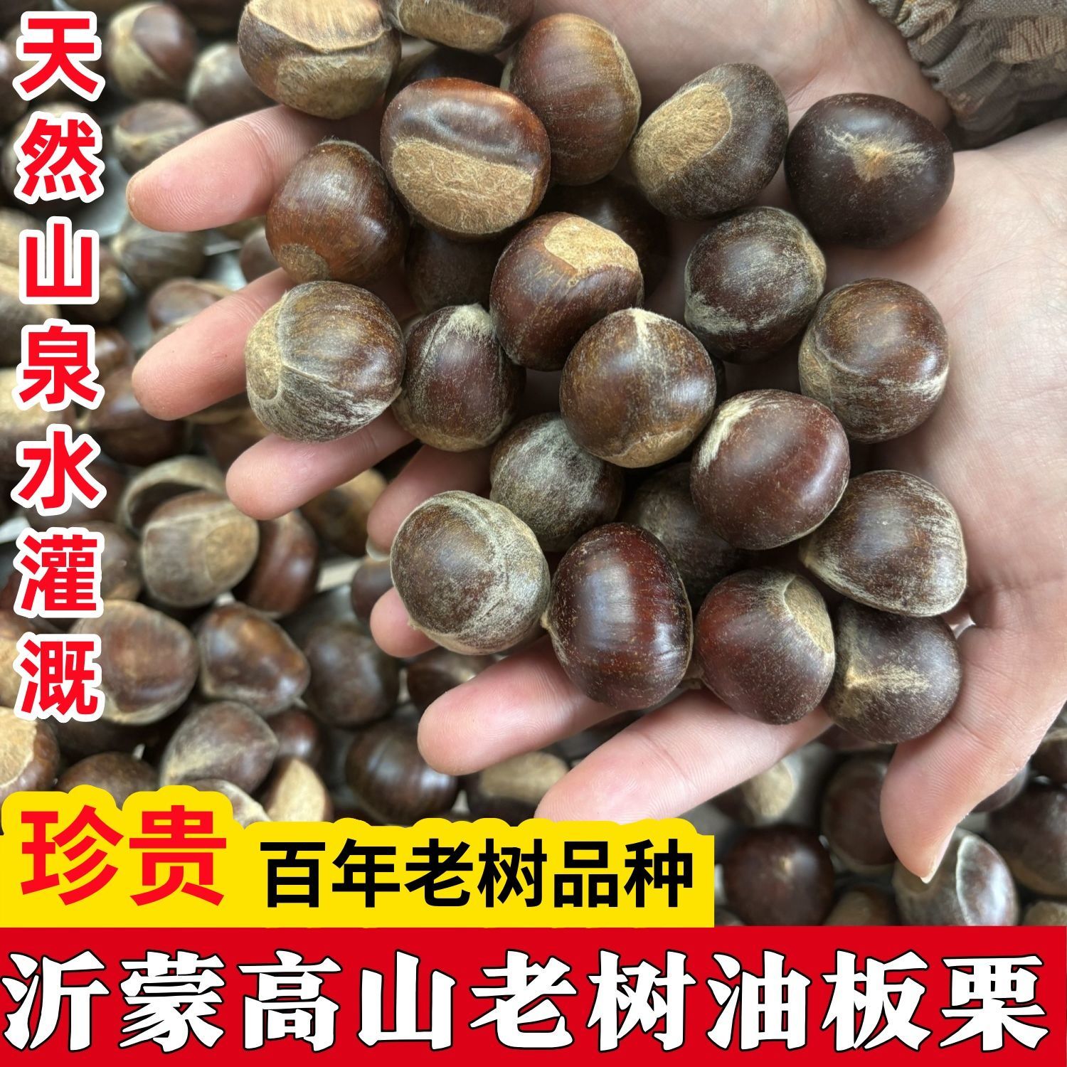 栗子百年树龄野生油板栗
