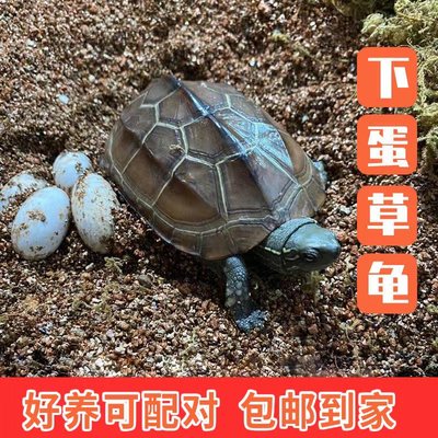 外塘中华草龟可孵化食用下蛋乌龟