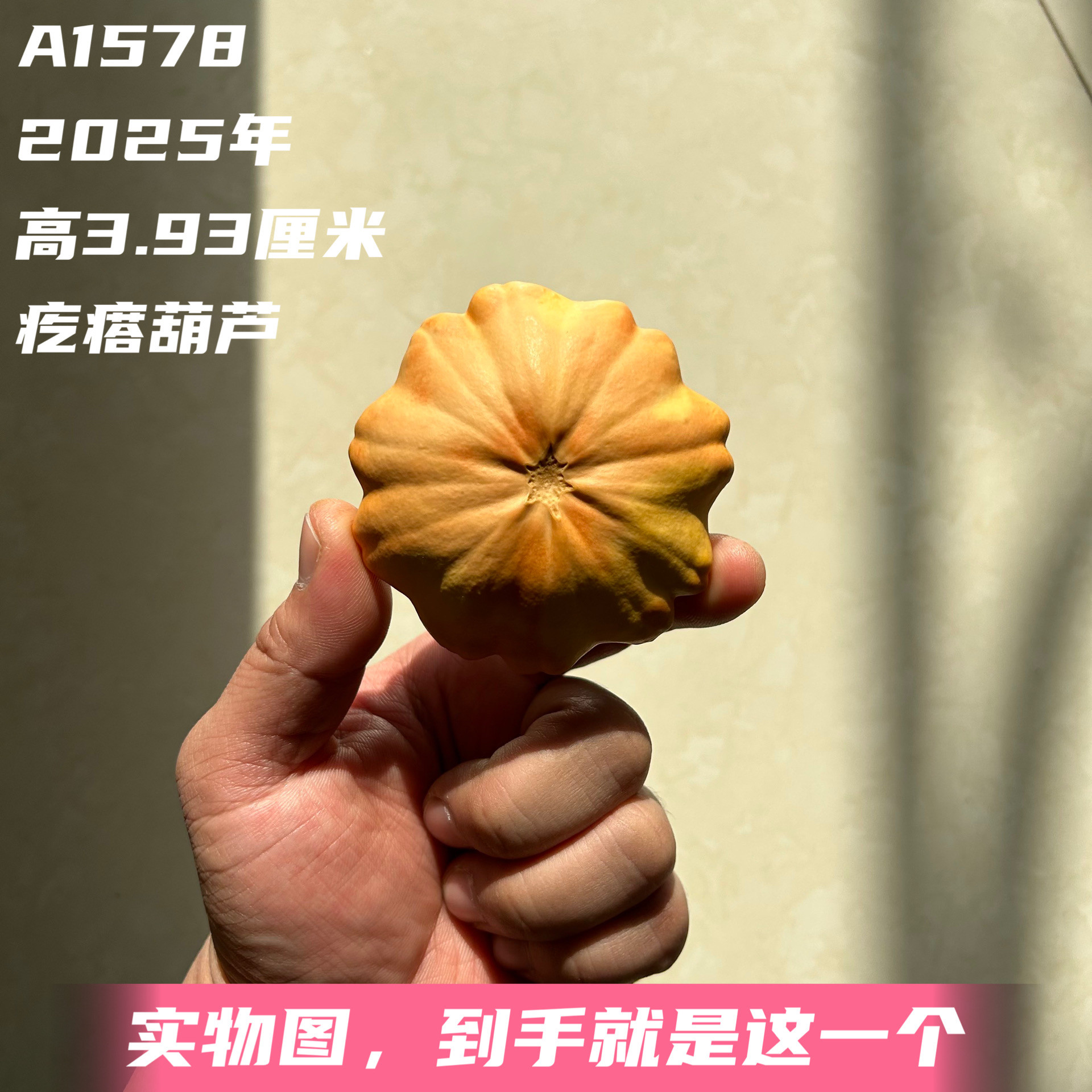 A1578高3.93厘米2025年精品手捻俏色花瓣墨西哥葫芦