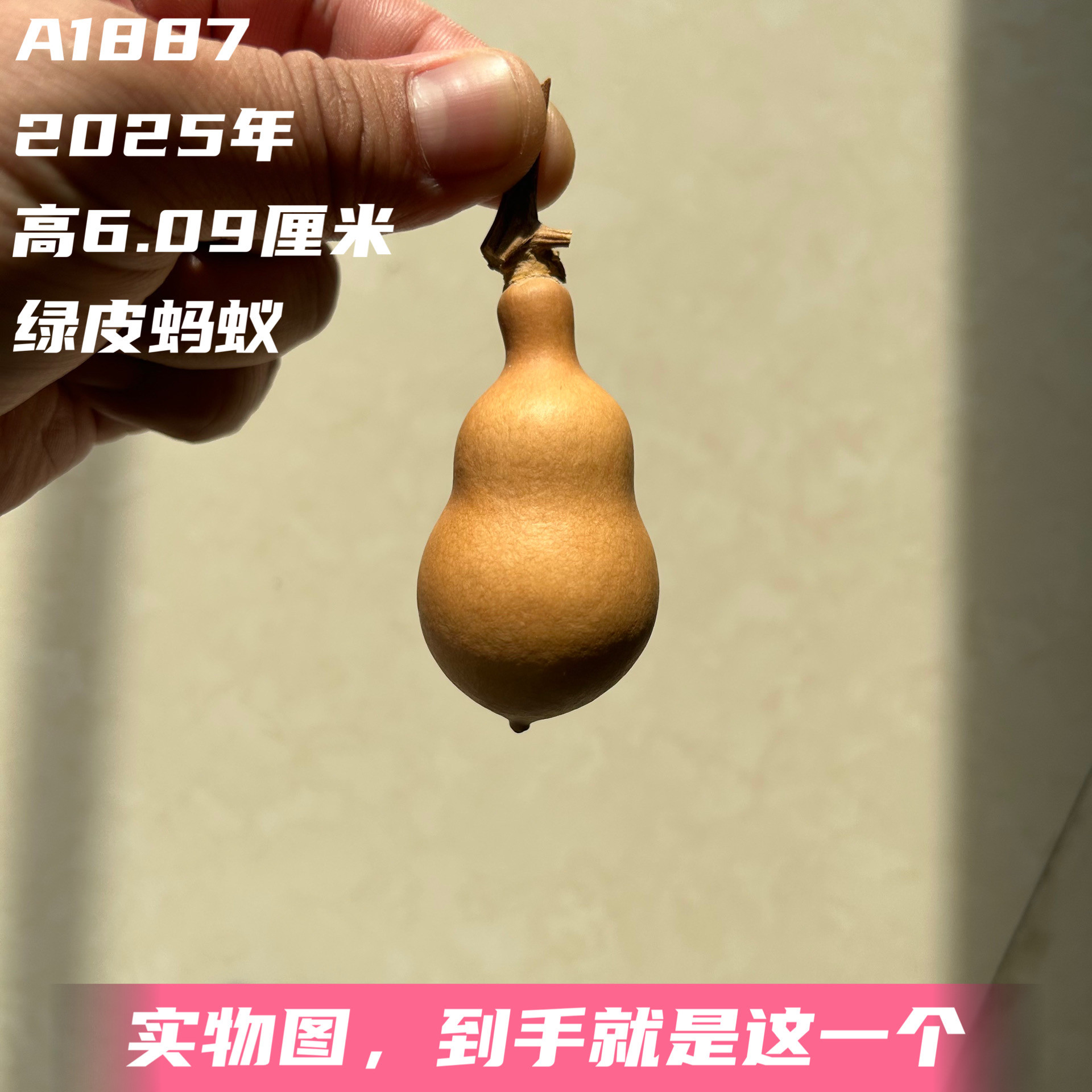 A1887高6.09厘米2025年精品手捻绿皮蚂蚁肚葫芦