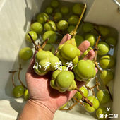 天然勒扎小乌龟手捻异形范制精品葫芦一物一图