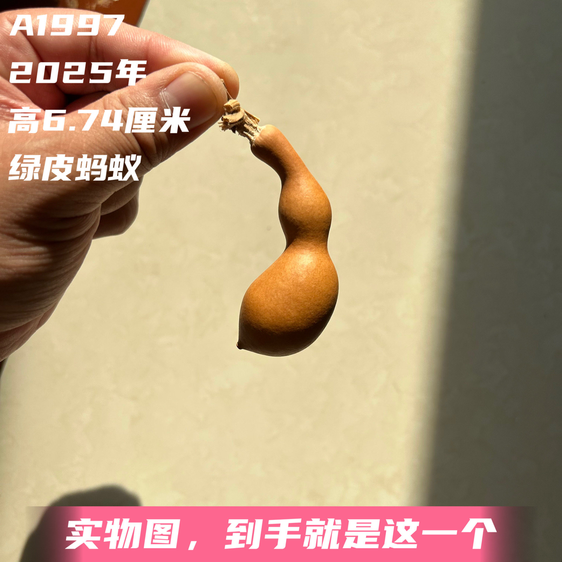 A1997高6.74厘米2025年精品手捻香蕉肚绿皮蚂蚁肚葫芦