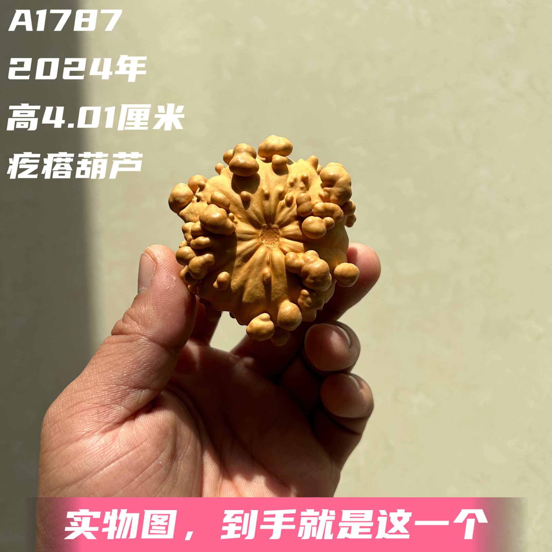 A1787高4.01厘米2024年精品手捻墨西哥大爆疙瘩葫芦