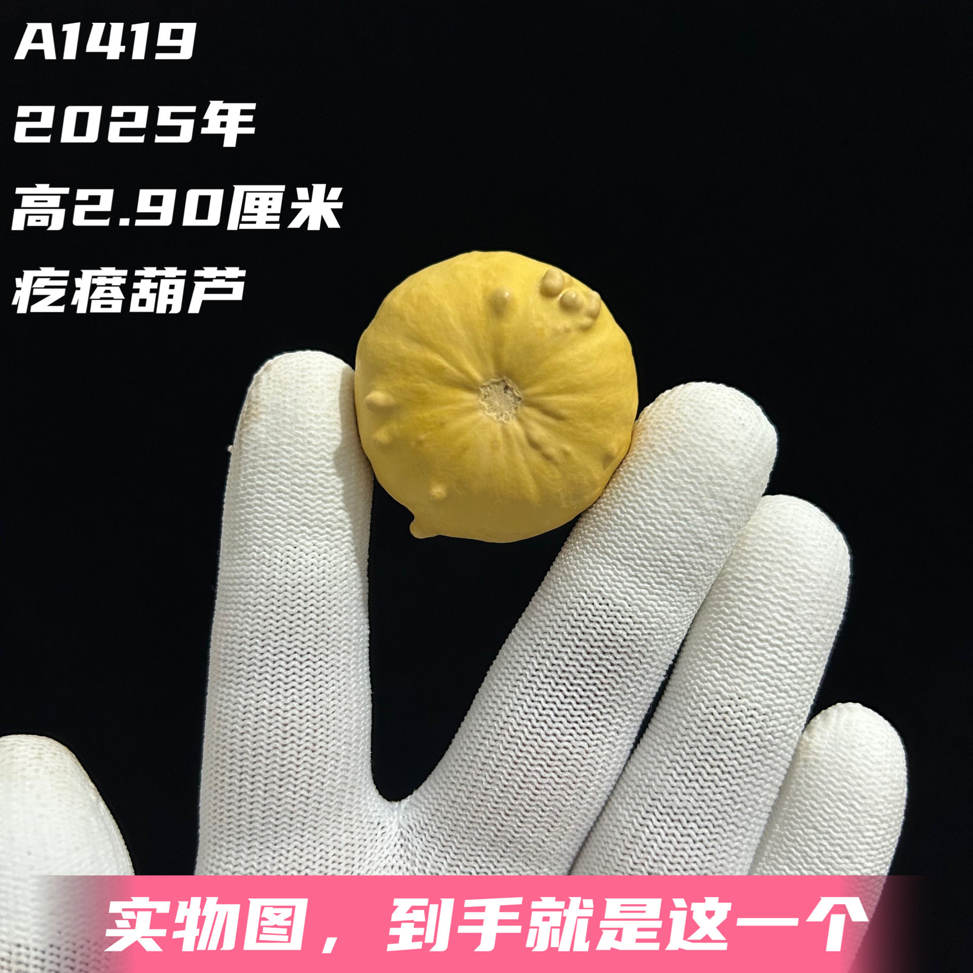 A1419高2.90厘米2025年精品手捻墨西哥七彩迷你疙瘩小葫芦