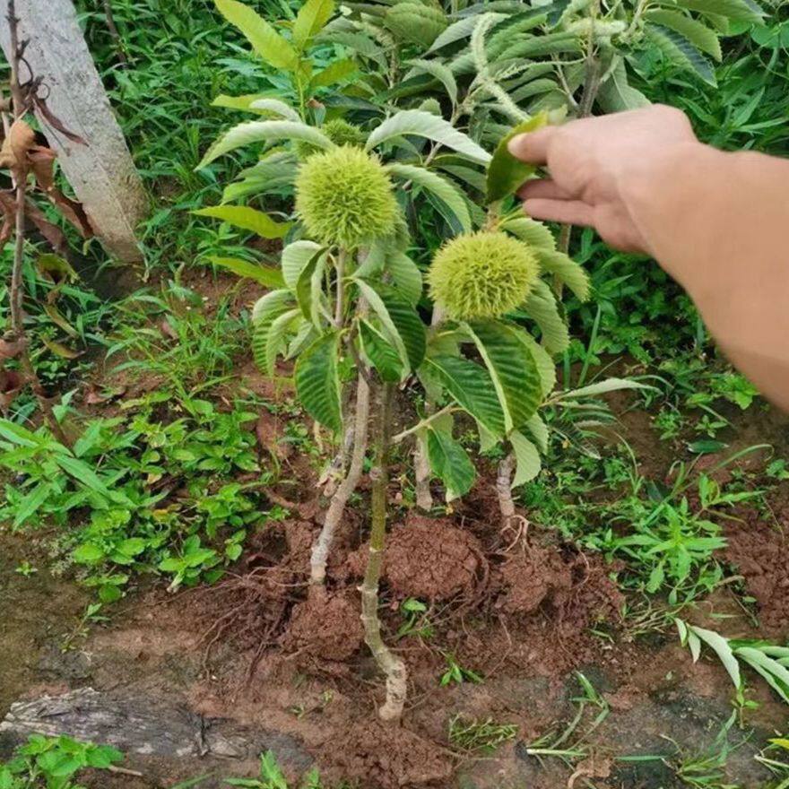 云南盆栽大红袍板栗树苗板栗树苗