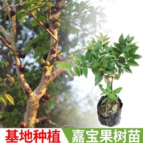 云南盆栽嘉宝果葡萄树苗树葡萄树苗南方北方种植四季种植杯苗发货