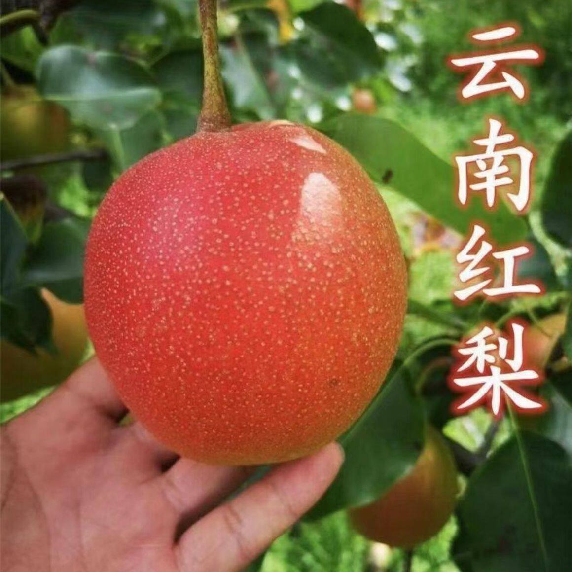 云南盆栽红梨树苗云南红梨树苗南方北方种植四季种植 杯苗发货