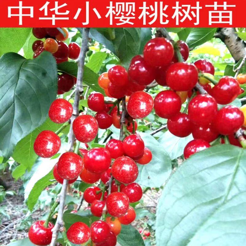 云南盆栽小红樱桃树苗樱桃树苗南樱桃/车厘子盆栽