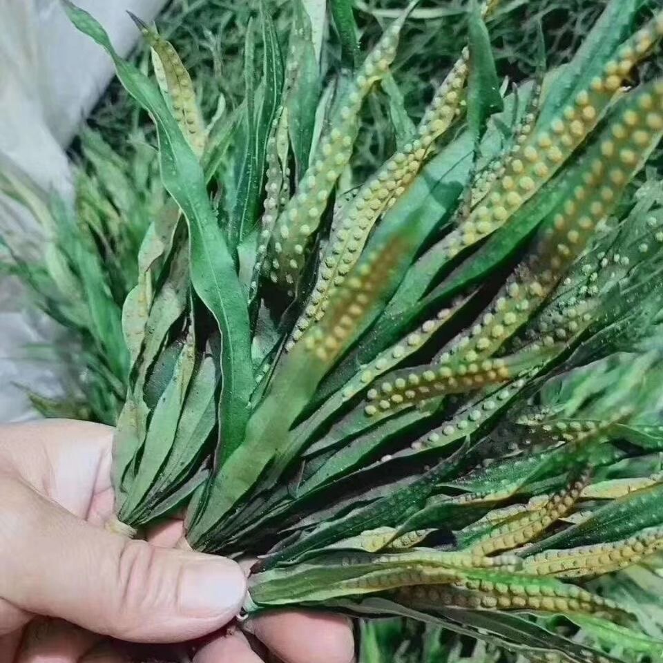 东北吉林长白山野生肾精茶肾经草黄金草化石草肾精草黄金草嗷嗷叫