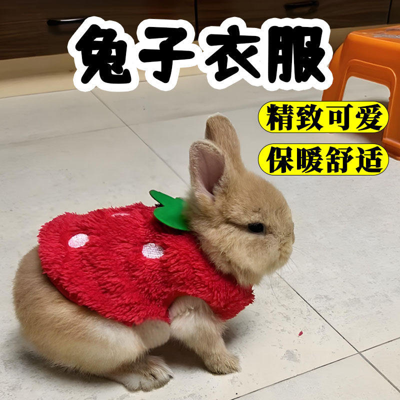 宠物兔子衣服专用侏儒装饰冬天可爱小型宝宝红色垂耳爆款保暖用品,宠物/宠物食品及用品,兔兔服饰,淘宝优惠券,粉丝福利购,淘宝优惠卷