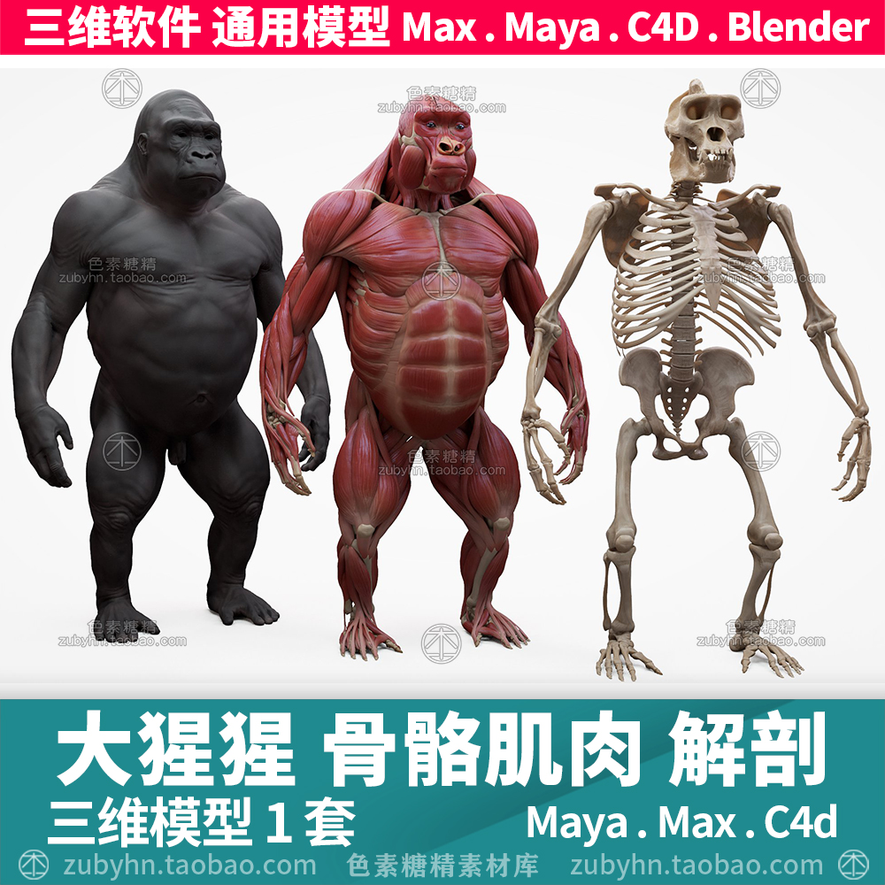 大猩猩皮肤骨骼肌肉结构解剖雕刻参考素材3d三维模型maya3dmaxc4d