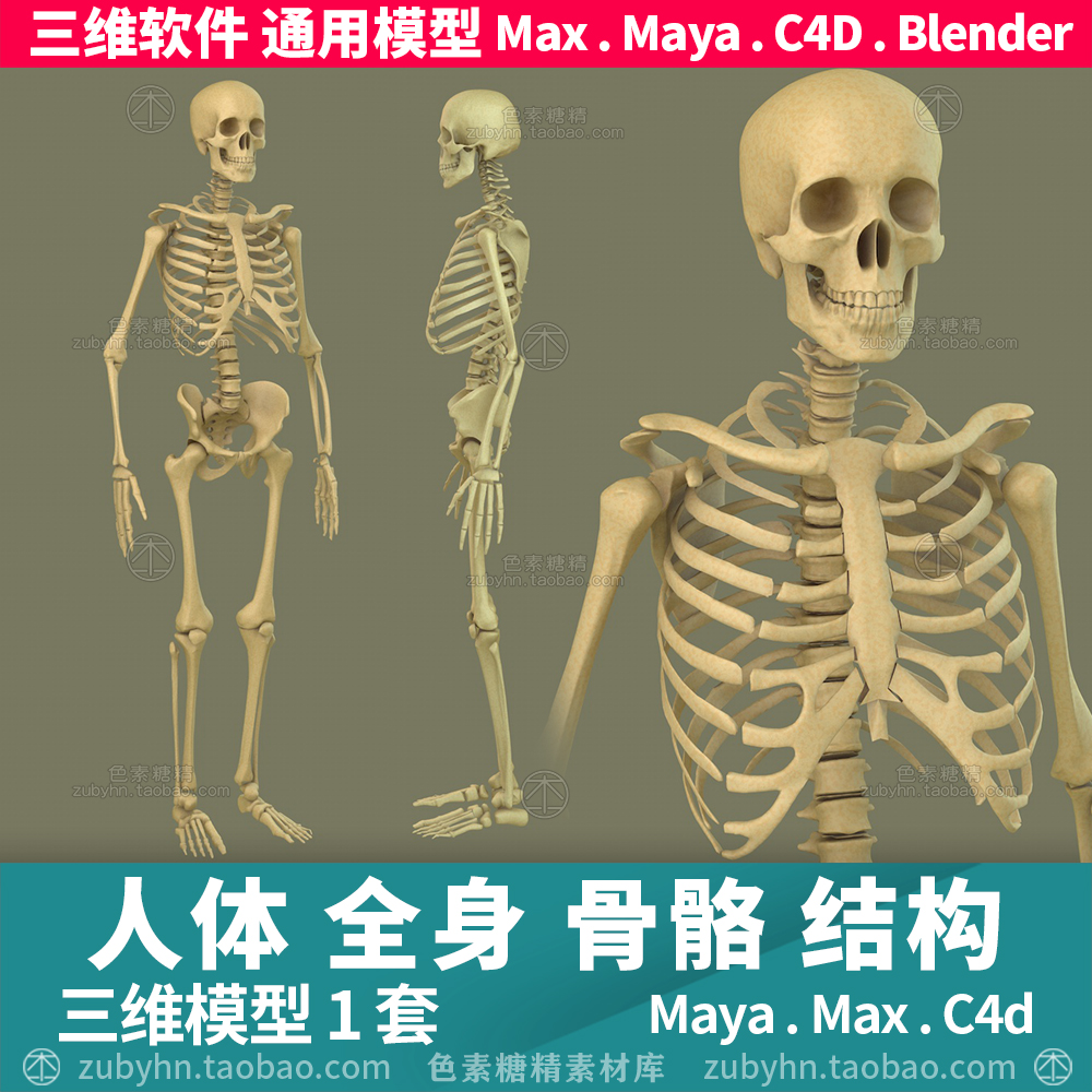 人体全身骨骼3d型三维模型1套maya3dmaxc4dblender 商务/设计服务 设计素材/源文件 原图主图