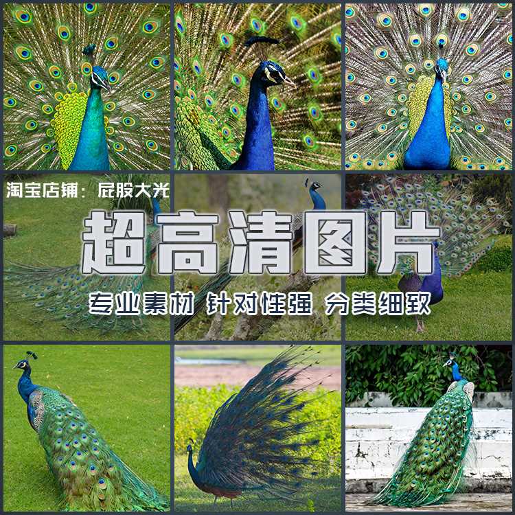 超大超高清图片漂亮蓝孔雀艳丽开屏鲜艳羽毛户外野生鸟类动物素材