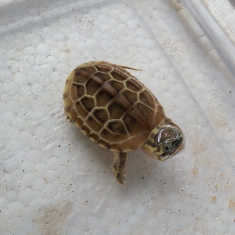 26甲28甲草龟乌龟金线龟宠物龟招财长寿国龟镇宅龟活物中华草龟