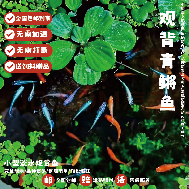 观背青鳉观赏鱼送饲料星光青鳉鱼好养小鱼不加温不打氧冷水鱼小型