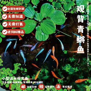 观背青鳉观赏鱼送饲料星光青鳉鱼好养小鱼不加温不打氧冷水鱼小型
