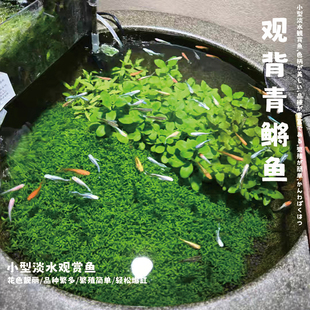 观背青鳉鱼小型冷水广温鱼冬天不加温新手好养淡水观赏鱼古法养鱼