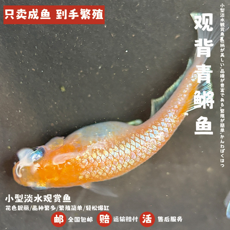 观背青鳉鱼林血赤壁红白青鳉魔法鱼淡水冷水繁殖组好养耐活不打氧